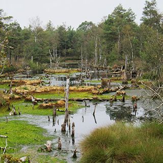 Hotel Heidetraum in Schneverdingen in der Lüneburger Heide